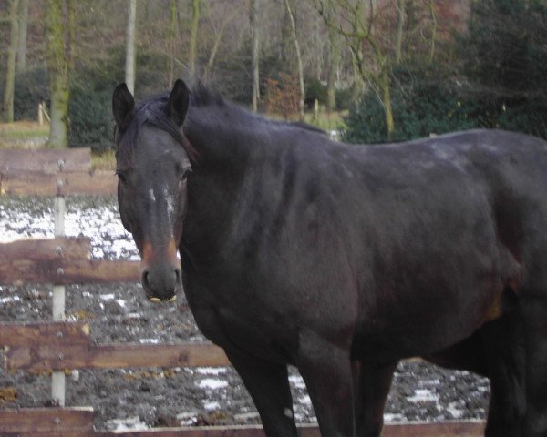 broodmare Roxy Lady (Trakehner, 2002, from Connery)