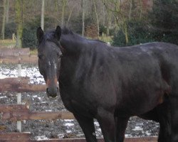 Zuchtstute Roxy Lady (Trakehner, 2002, von Connery)