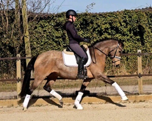 broodmare Tackmann's Candygirl (German Riding Pony, 2016, from Tackmann's Candyman) broodmare Tackmann's Candygirl (German Riding Pony, 2016, from Tackmann's Candyman)