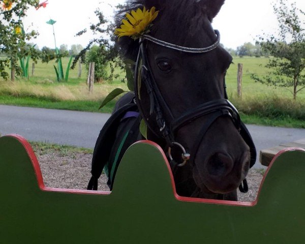 dressage horse Blacky 856 (unknown, 2000)
