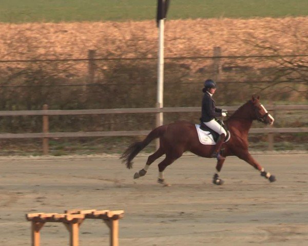 Reitturnier Scharnebeck 2025