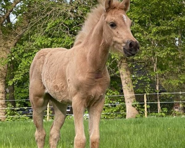 horse Bürgerhoffs Sensation (German Riding Pony, 2021, from Hengst von Heidbergs Nanch / FS Golden Highlight)