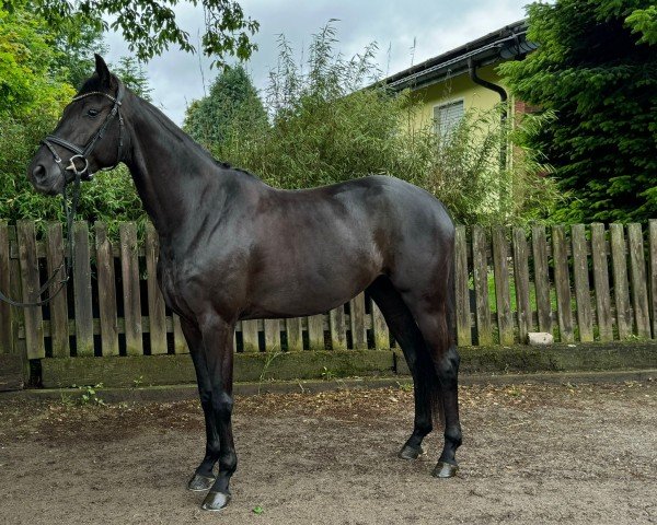 horse Glamourdales Amore (Oldenburg, 2020, from Glamourdale)