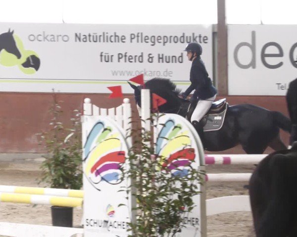 Reitturnier Viernheim 2025