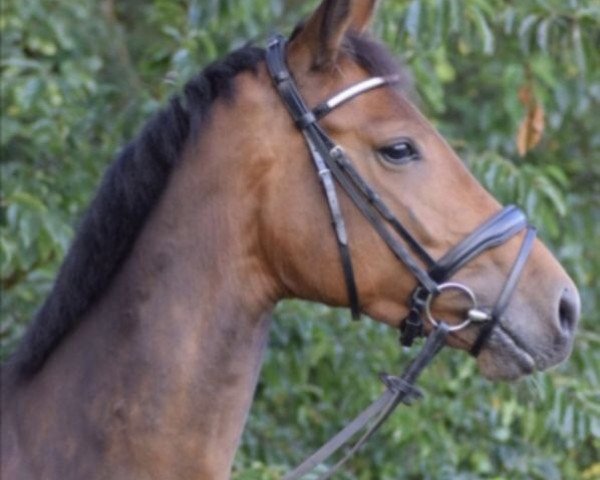 jumper Astra 131 (German Sport Horse, 2013, from Alcatel)