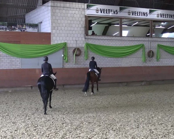 Reitturnier Hellefeld 2025