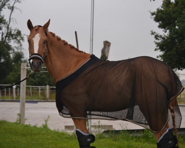 jumper Drei P.O. (German Riding Pony, 2017, from Dating AT NRW)