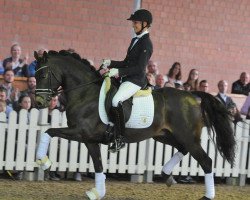 Deckhengst A kind of Magic 5 (Deutsches Reitpony, 2013, von A new Star)