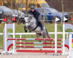 jumper Cancara Von Worrenberg (Holsteiner, 2020, from Cancara)