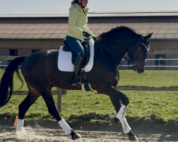 Pferd Zin Tonic (Oldenburger, 2020, von Blue Hors Zackerey)