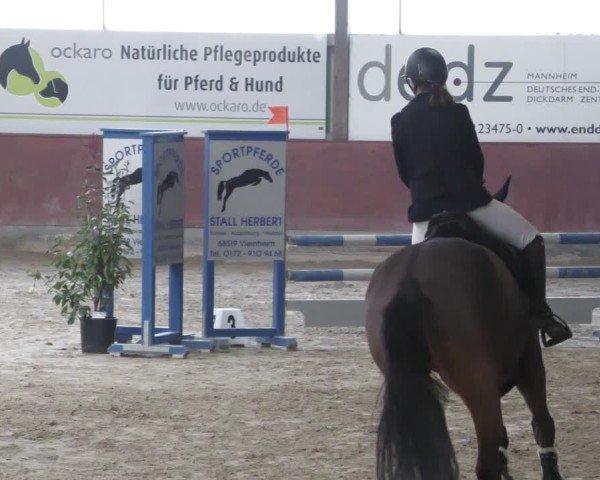 Reitturnier Viernheim 2025