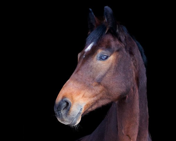 Dressurpferd Lilly (Bayer, 2008, von Ciacomo)