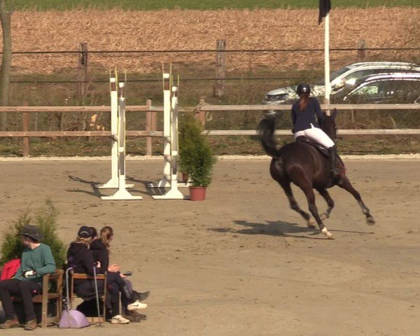 Reitturnier Scharnebeck 2025