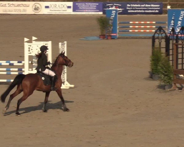Reitturnier Scharnebeck 2025