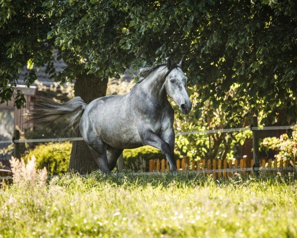 horse Malicca Nami (Holsteiner, 2019, from Central Park 6)