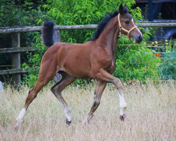 horse Toffifee (Hanoverian, 2021, from Taurus)