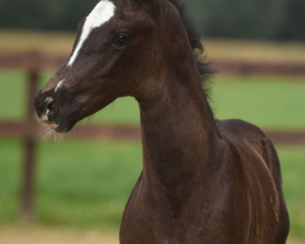 horse Don Charismo WF (Westphalian, 2021, from Glock's Dream Boy)