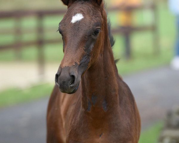 horse Farah Diba II WF (Westphalian, 2021, from Fürstenball)