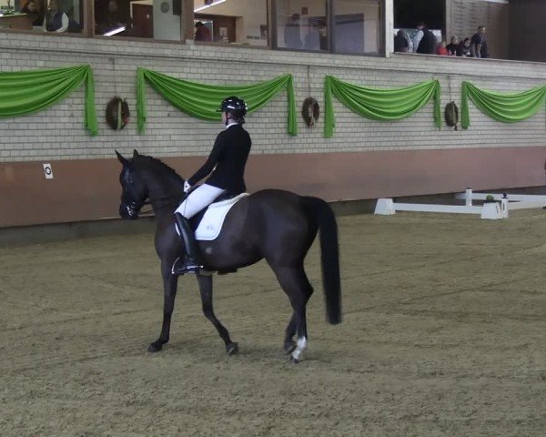 Reitturnier Hellefeld 2025