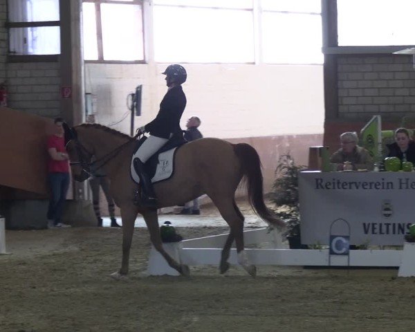 Reitturnier Hellefeld 2025