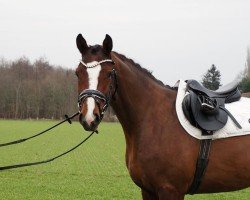 horse Cafe's Quidamo (Oldenburg show jumper, 2022, from Cafe au lait 2)