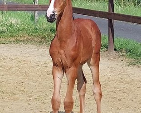 horse Di Laila (Westphalian, 2021, from Dimaggio Black)