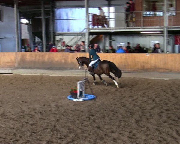 Reitturnier Freudenberg 2025