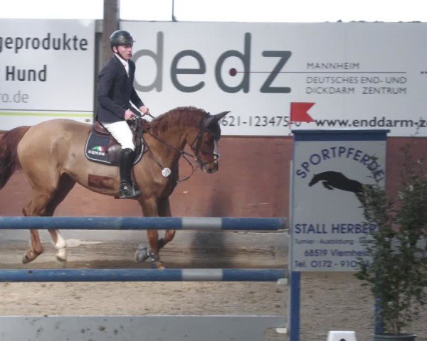 Reitturnier Viernheim 2025