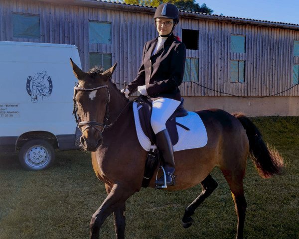 Zuchtstute Cipsy (Deutsches Reitpony, 2008, von Wengelo's Nelson)