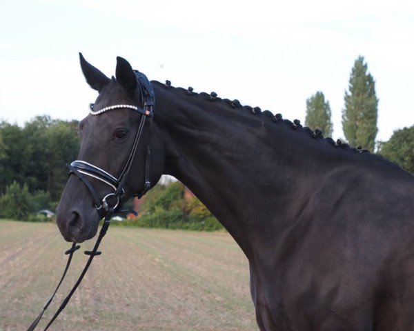 broodmare Diva de Avenir MK (Oldenburg, 2016, from Dante Weltino Old)