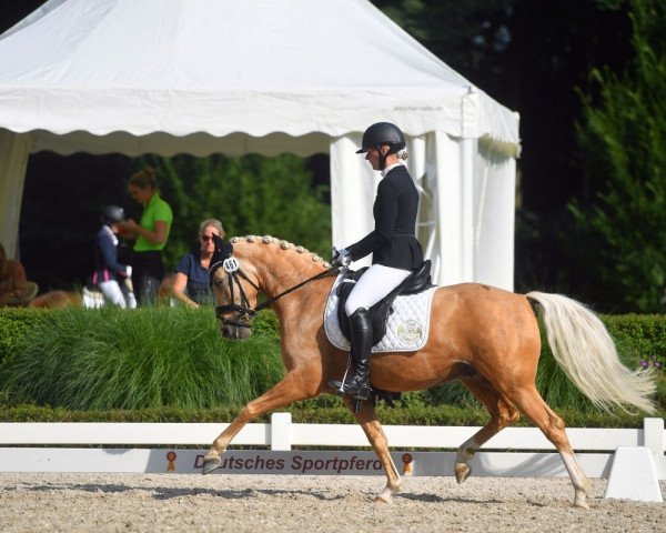 Dressurpferd Desert Storm 11 (Deutsches Reitpony, 2017, von Dating AT NRW)