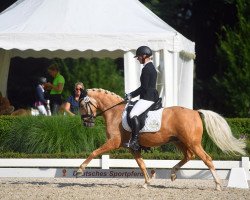 dressage horse Desert Storm 11 (German Riding Pony, 2017, from Dating AT NRW)