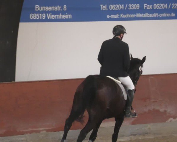 Reitturnier Viernheim 2025