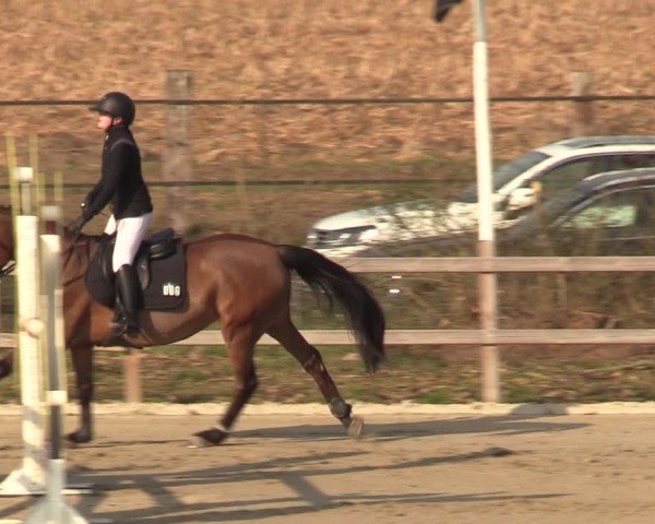 Reitturnier Scharnebeck 2025