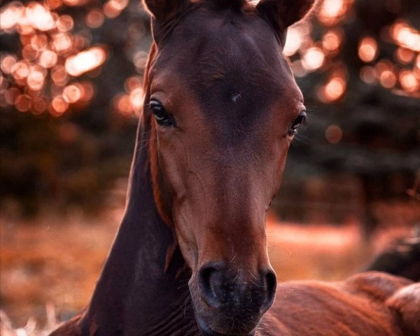 Pferd Runaround Sue GT (Westfale, 2020, von Rock Forever NRW)