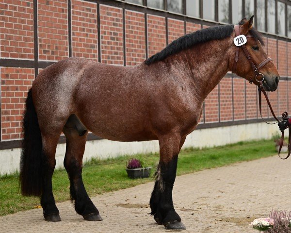 stallion Sander (Rhenish-German Cold-Blood, 2022, from Sepp)