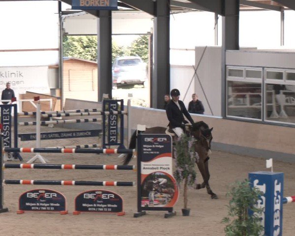 Reitturnier Borken (Hessen) 2025