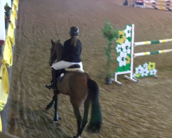 Reitturnier Boll 2025