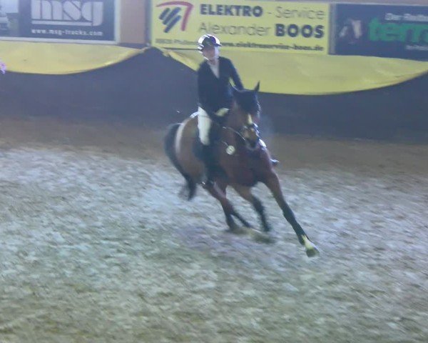 Reitturnier Boll 2025