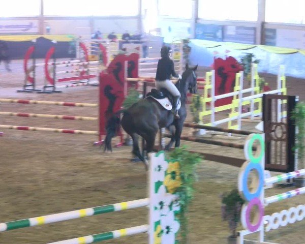 Reitturnier Boll 2025