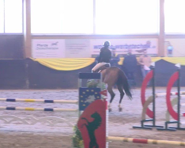 Reitturnier Boll 2025