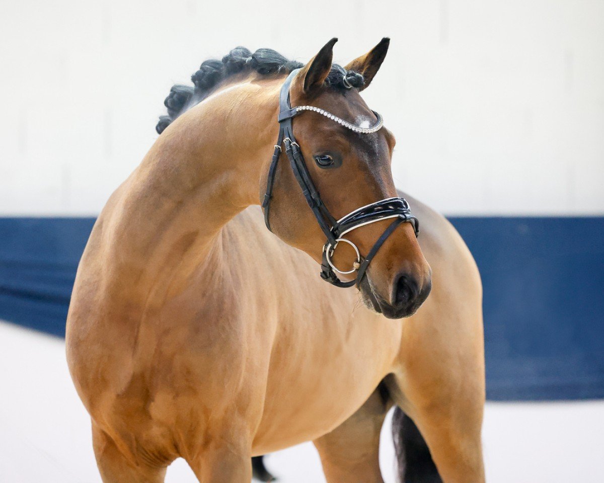 horse Dropjes Darius (German Riding Pony, 2022, from Dropje voor Dropje)