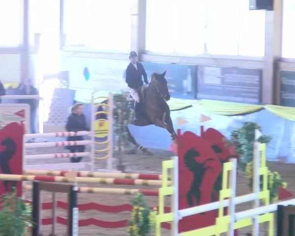 Reitturnier Boll 2025