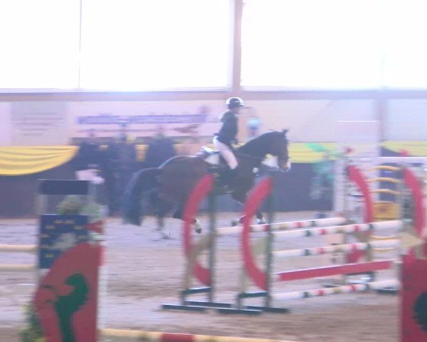 Reitturnier Boll 2025