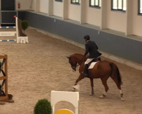 Springturnier auf dem Abtshof 2013