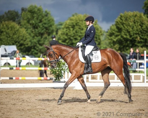dressage horse Freya 354 (Trakehner, 2014, from Hirtentanz 2)