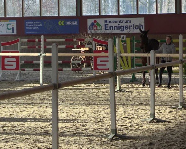 Westfälischer Freispringwettbewerb Ennigerloh 2025