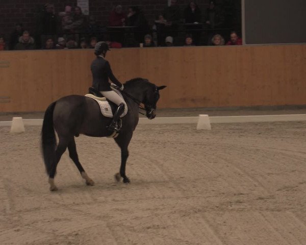 Reitturnier Güstrow/Cavallo Arena 2021