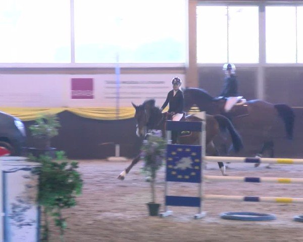 Reitturnier Boll 2025