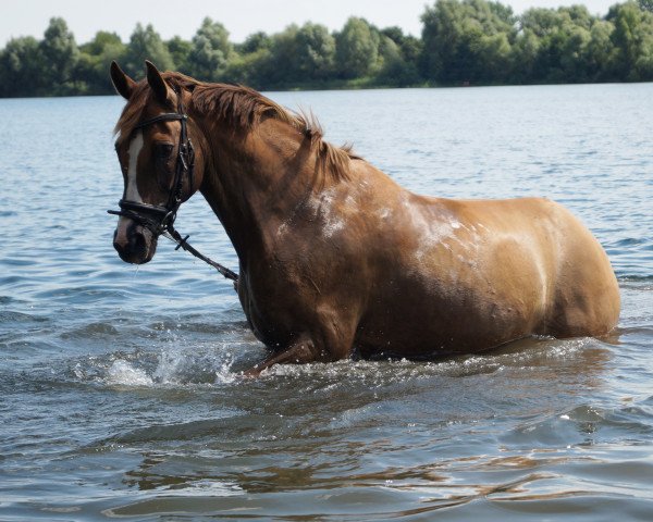 horse Giulia Super AH (German Riding Pony, 2006, from FS Don't Worry)